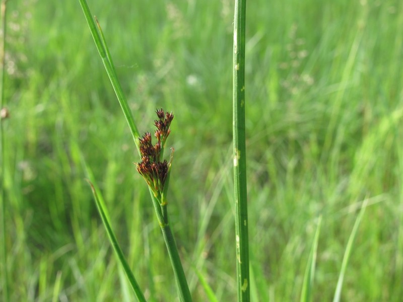 Juncus atratus photo 2