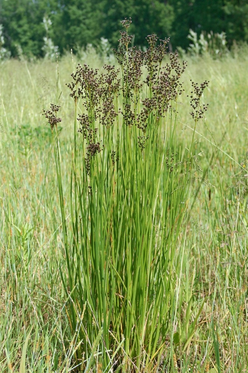 Juncus atratus photo 3