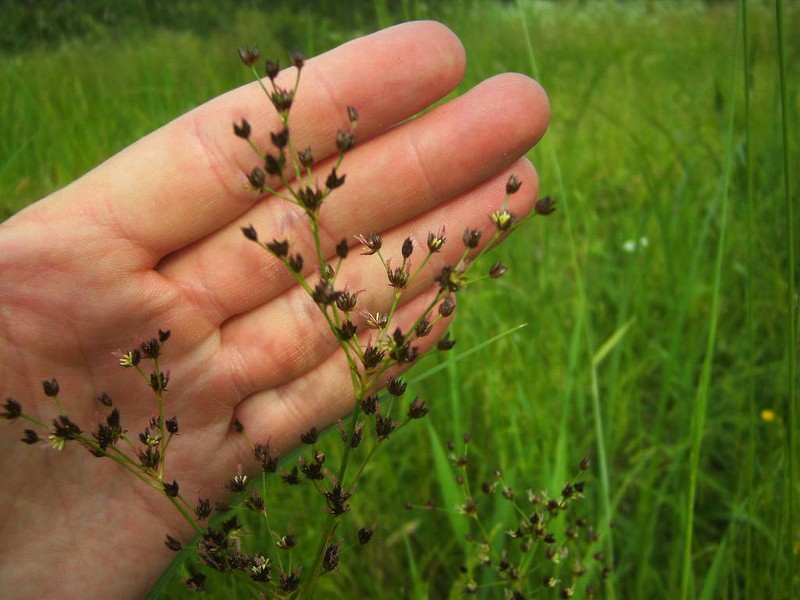 Juncus atratus photo 4