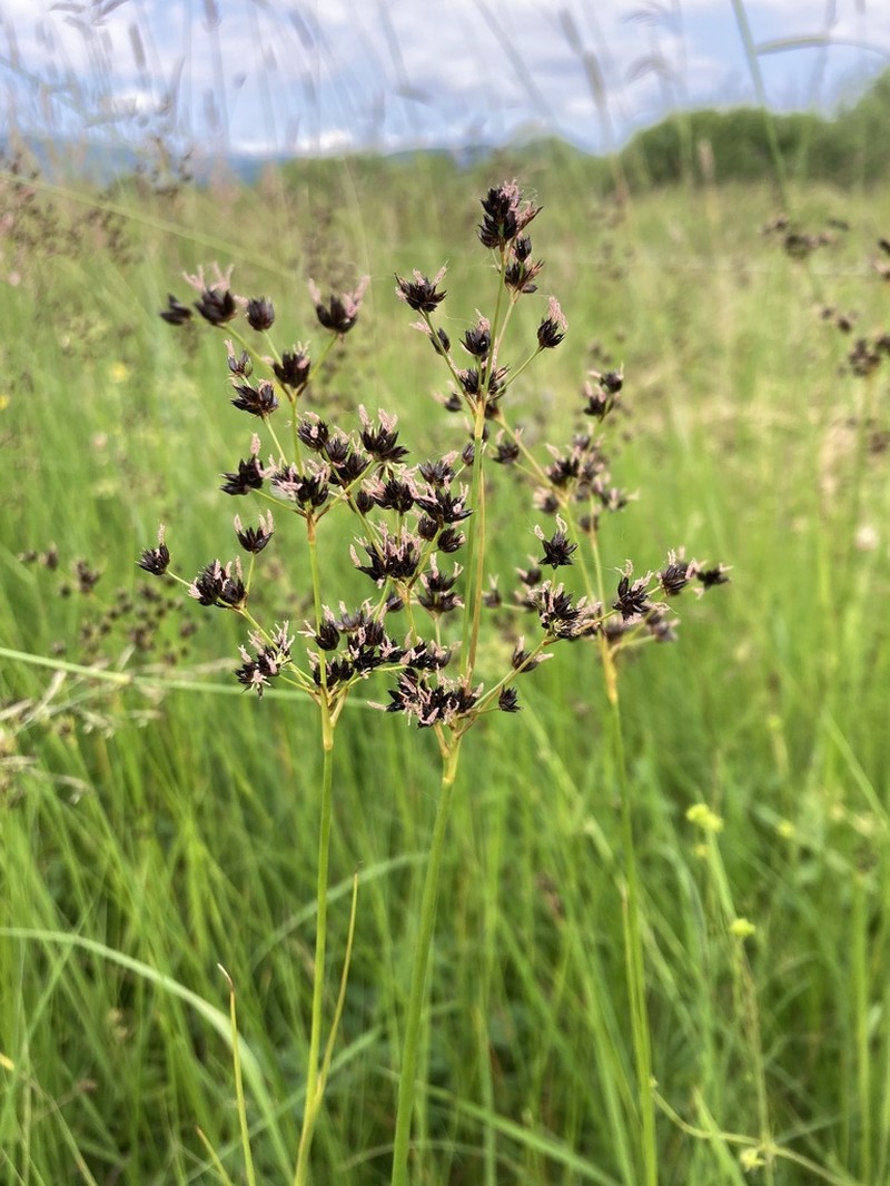Juncus atratus photo 5