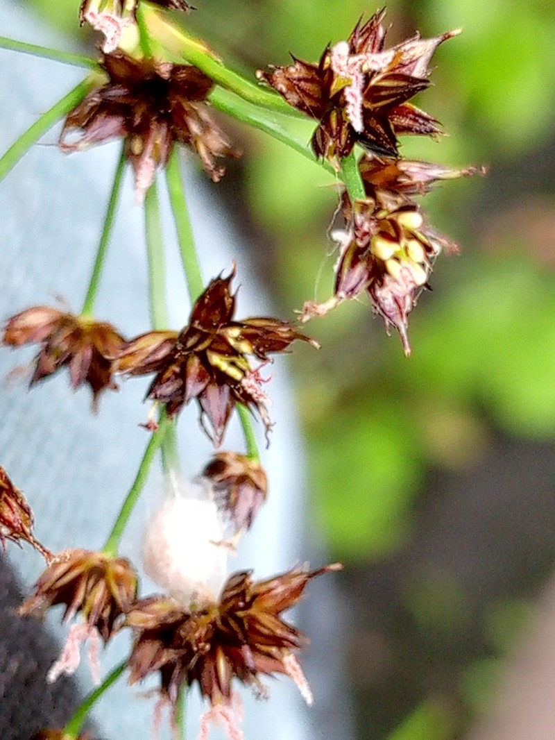 Juncus atratus photo 6