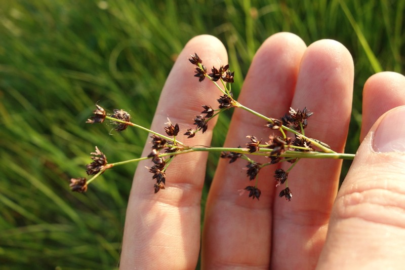 Juncus atratus photo 7