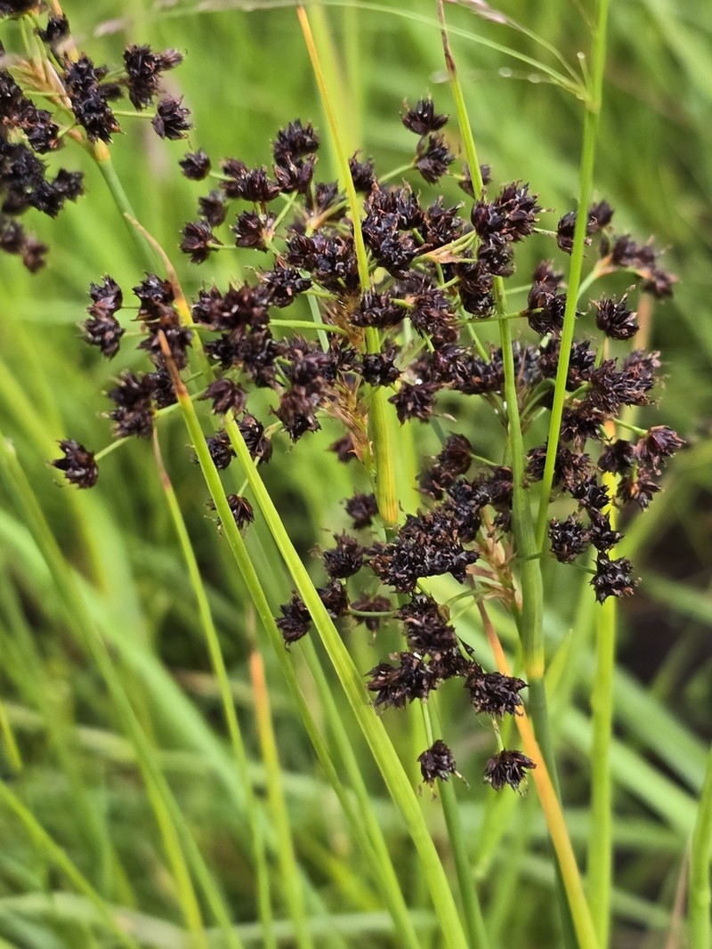 Juncus atratus photo 8