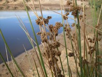 Juncus australis