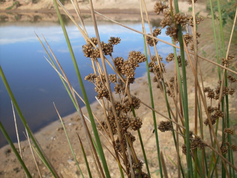 Juncus australis