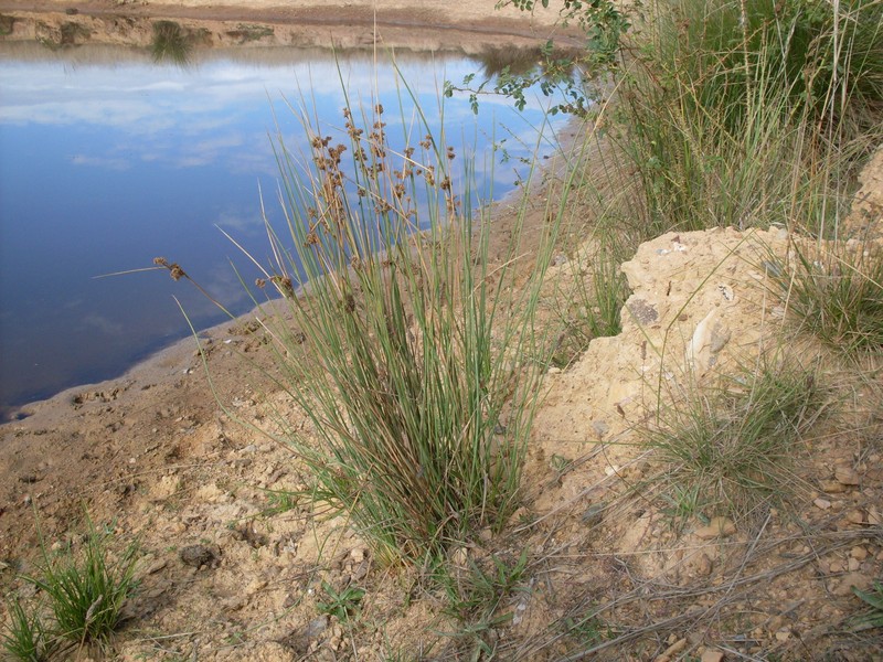 Juncus australis photo 2