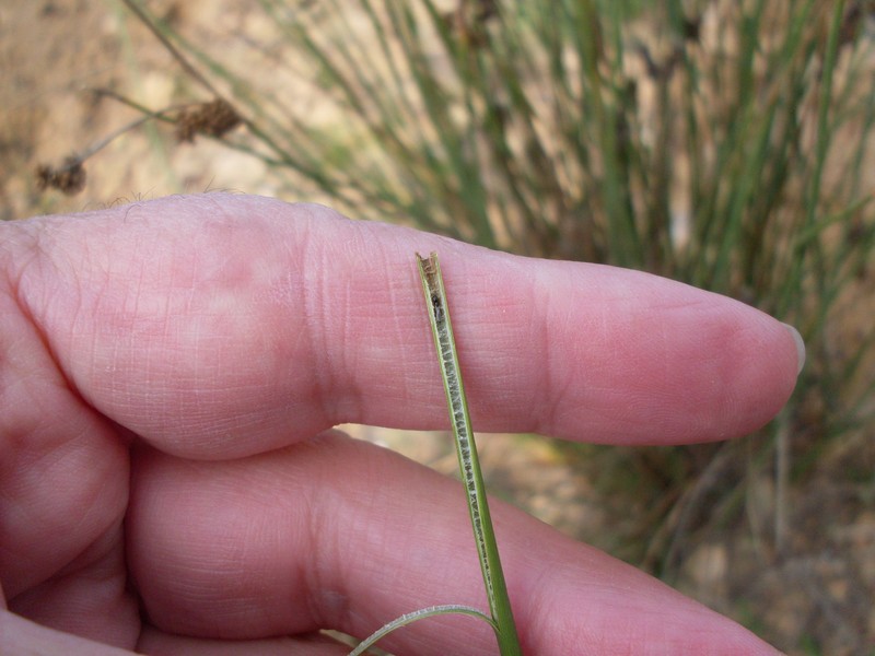 Juncus australis photo 3