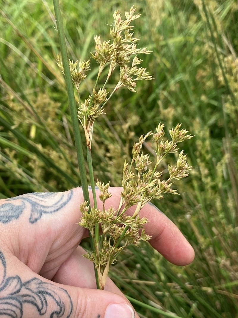 Juncus australis photo 4