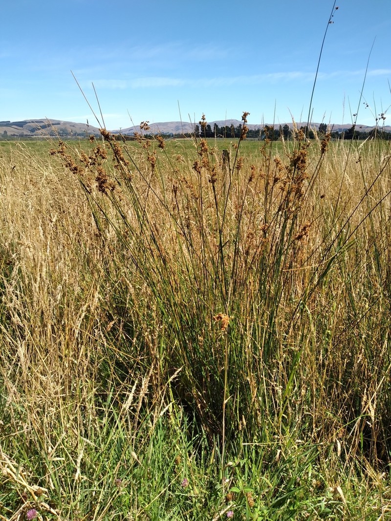 Juncus australis photo 6