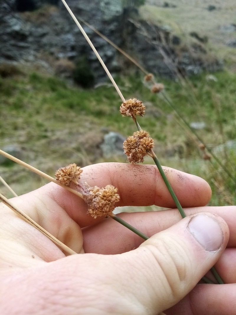 Juncus australis photo 7