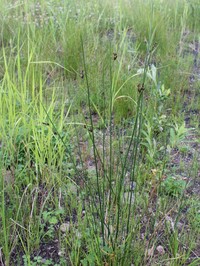 Juncus balticus