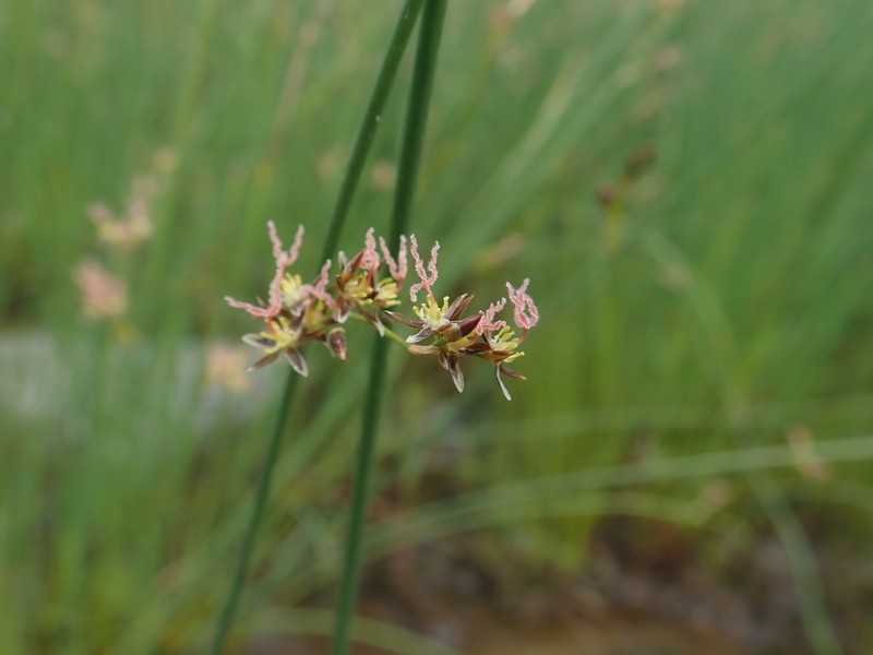 Juncus balticus photo 2
