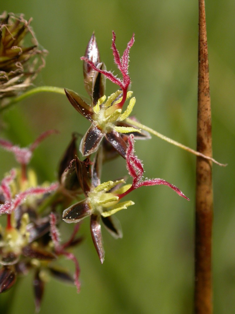 Juncus balticus photo 4