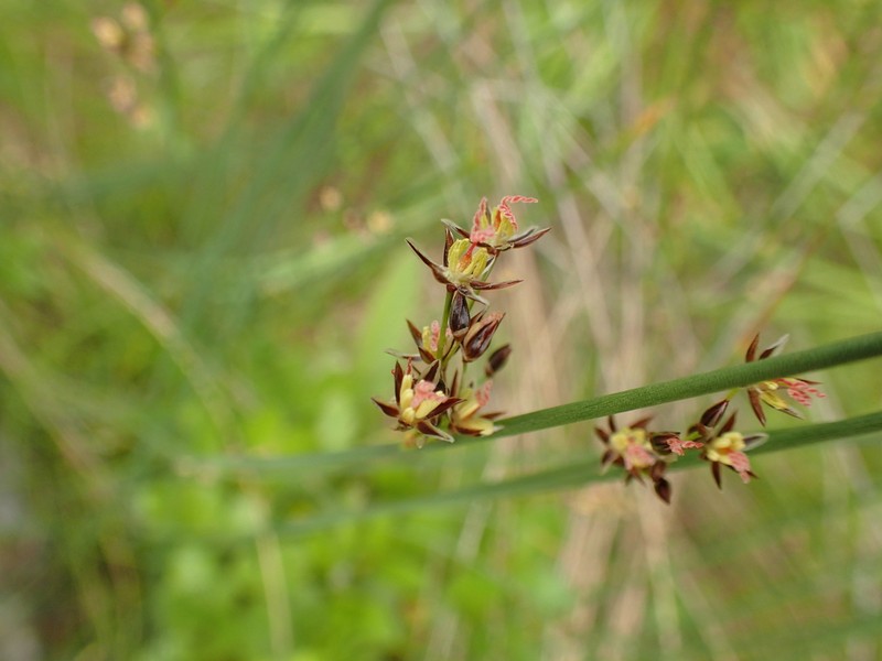 Juncus balticus photo 5