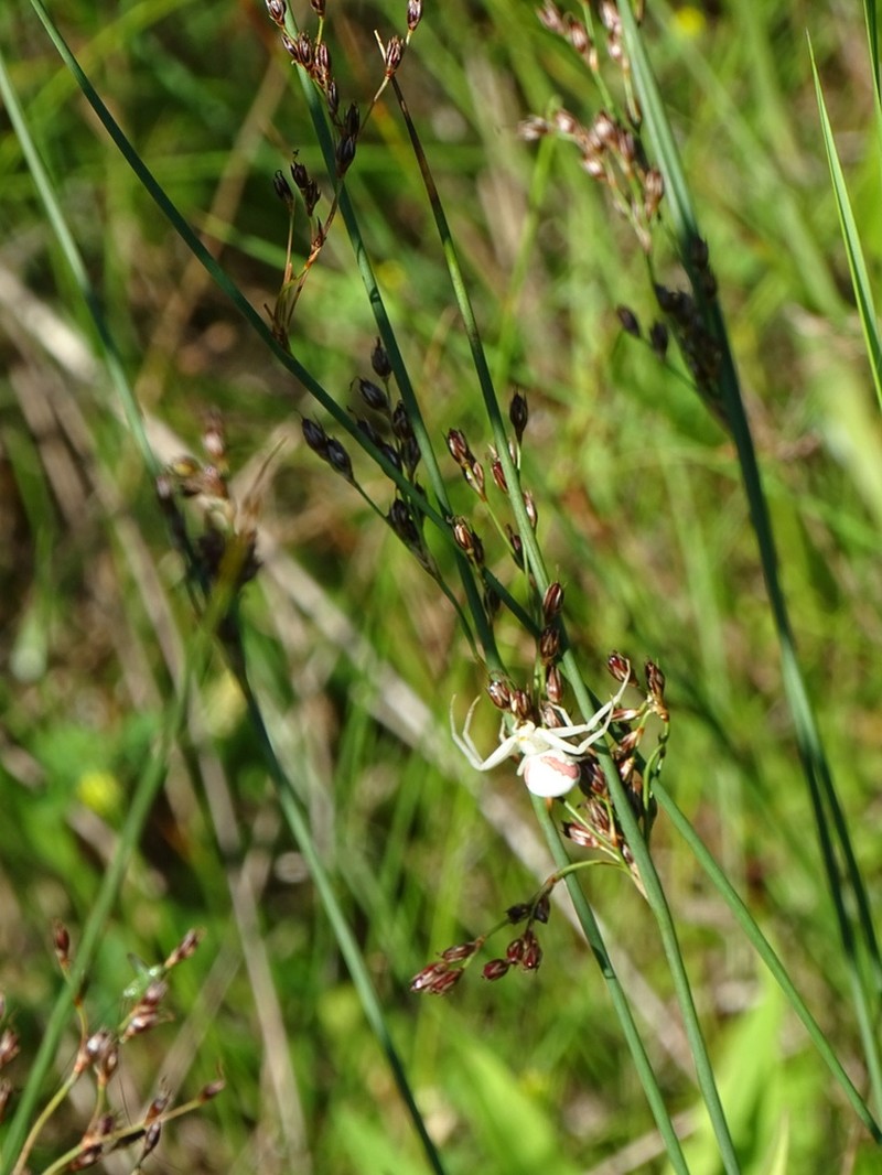 Juncus balticus photo 6