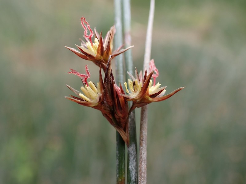 Juncus balticus photo 7