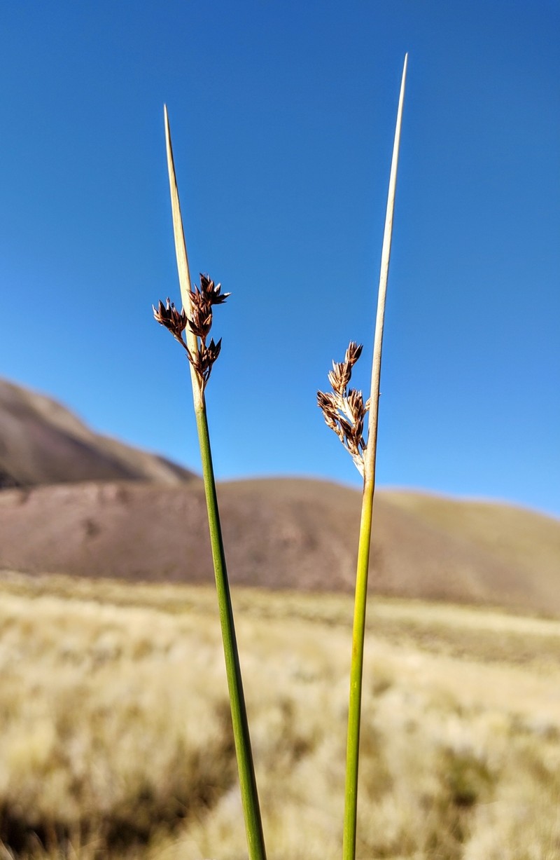 Juncus balticus subsp. andicola