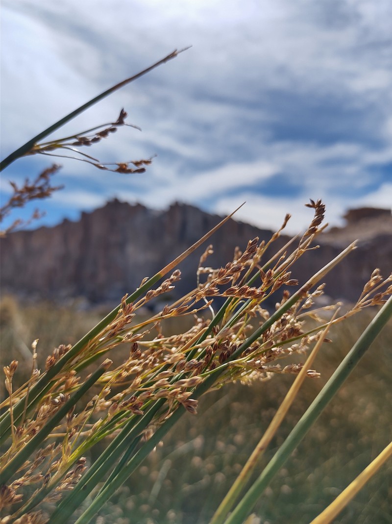 Juncus balticus subsp. andicola photo 2