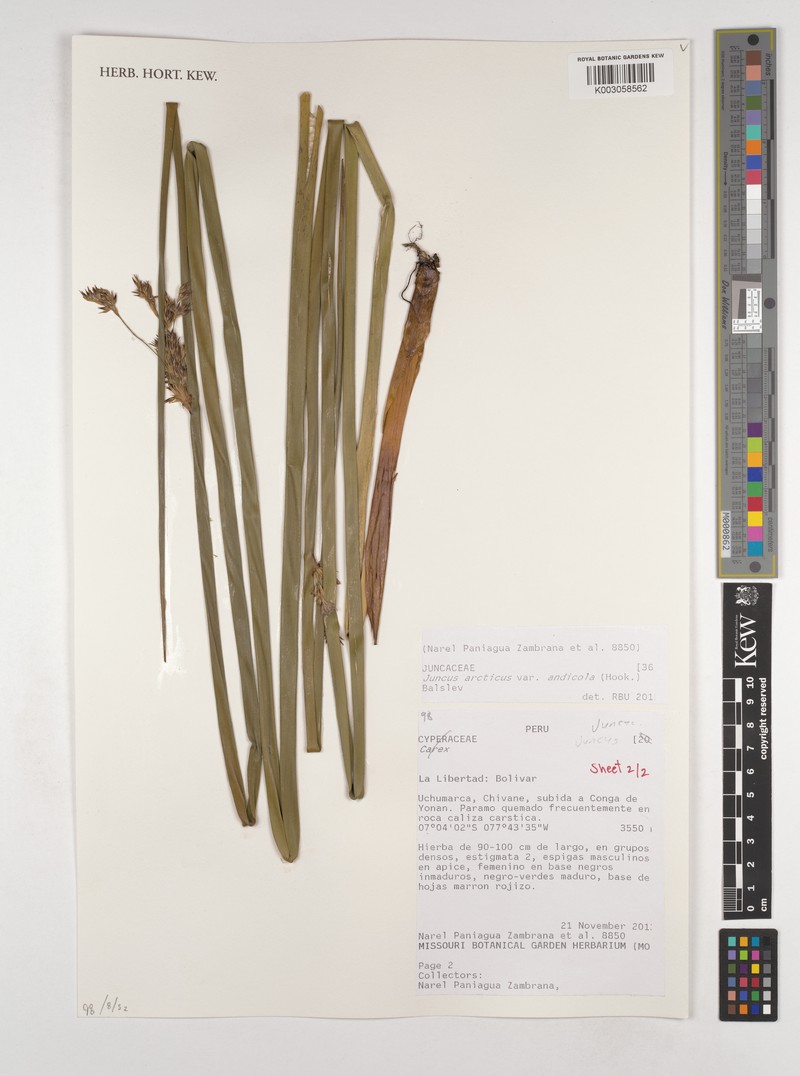 Juncus balticus subsp. andicola photo 3