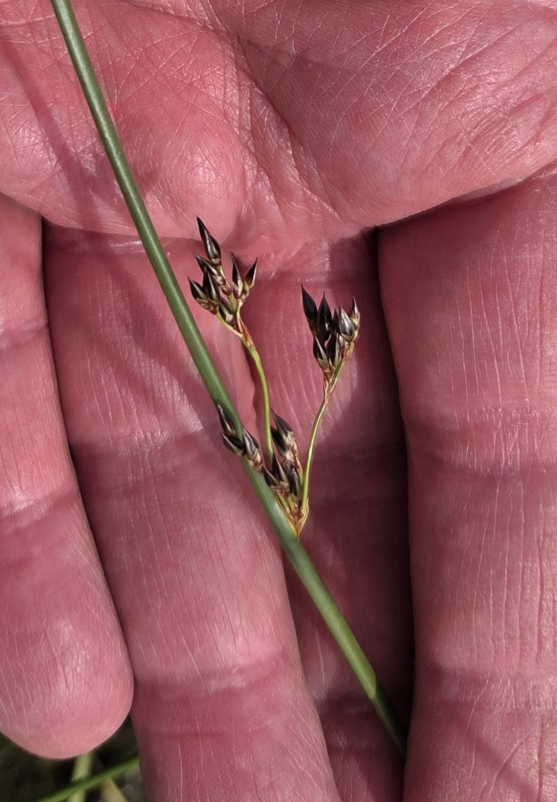 Juncus balticus subsp. ater
