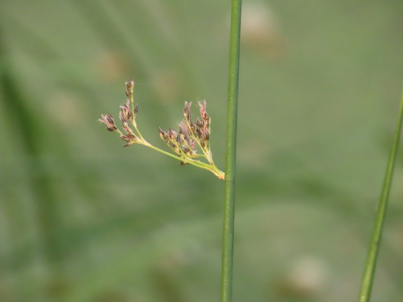 Juncus balticus subsp. ater photo 2
