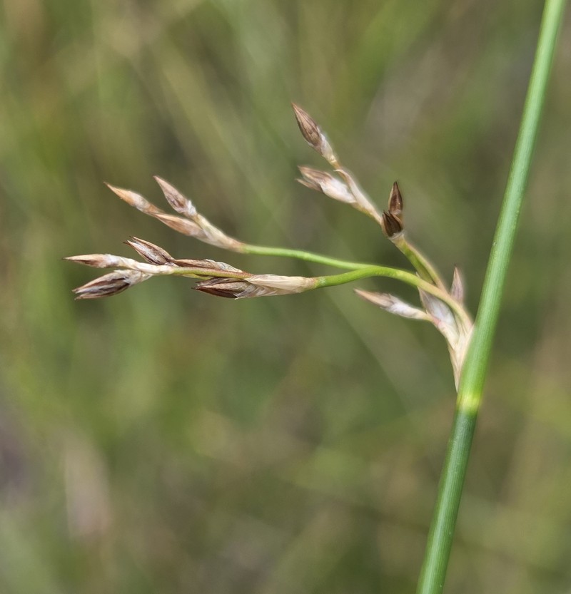 Juncus balticus subsp. ater photo 3