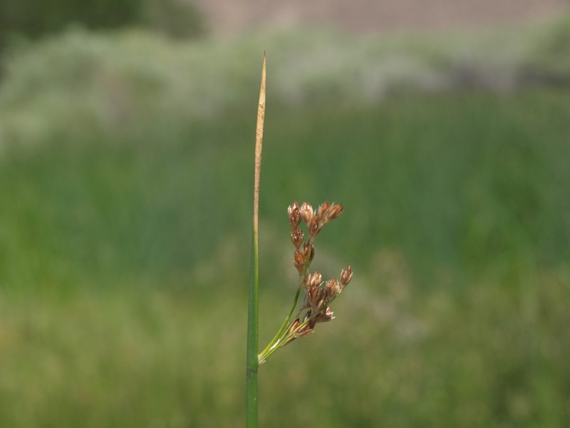Juncus balticus subsp. ater photo 4