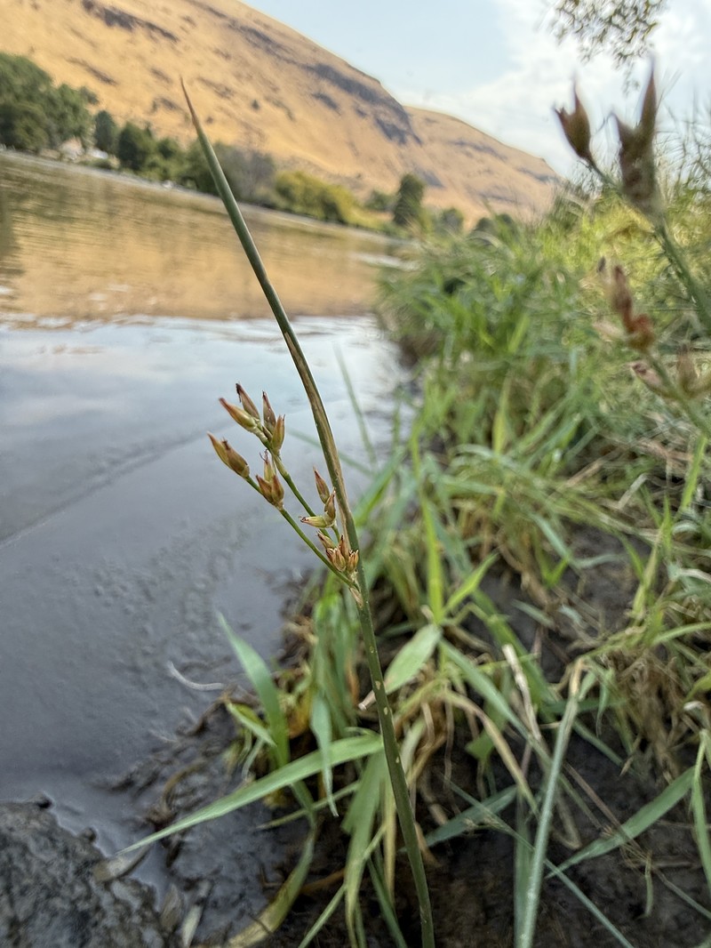 Juncus balticus subsp. ater photo 5