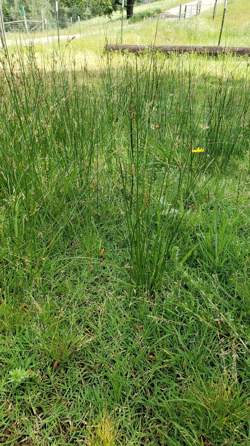 Juncus balticus subsp. ater photo 6