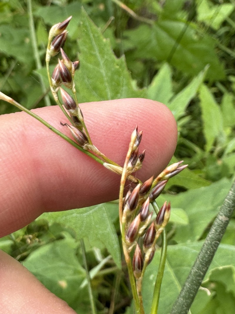 Juncus balticus subsp. ater photo 7