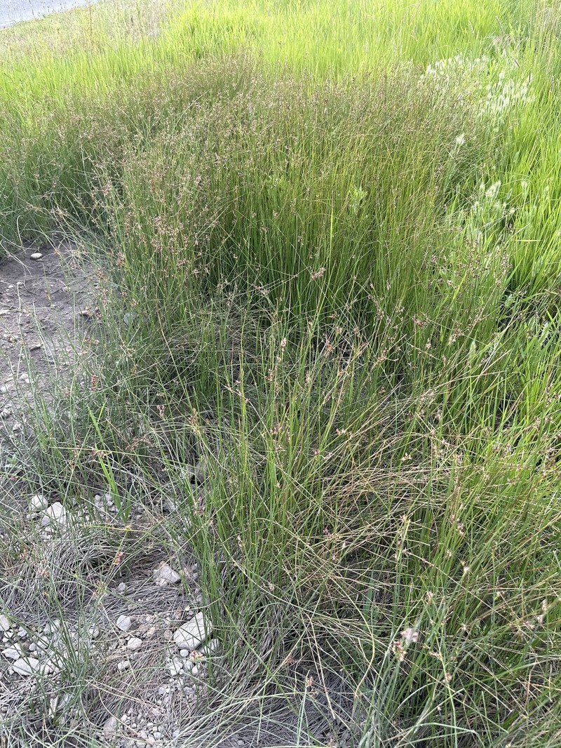 Juncus balticus subsp. ater photo 8