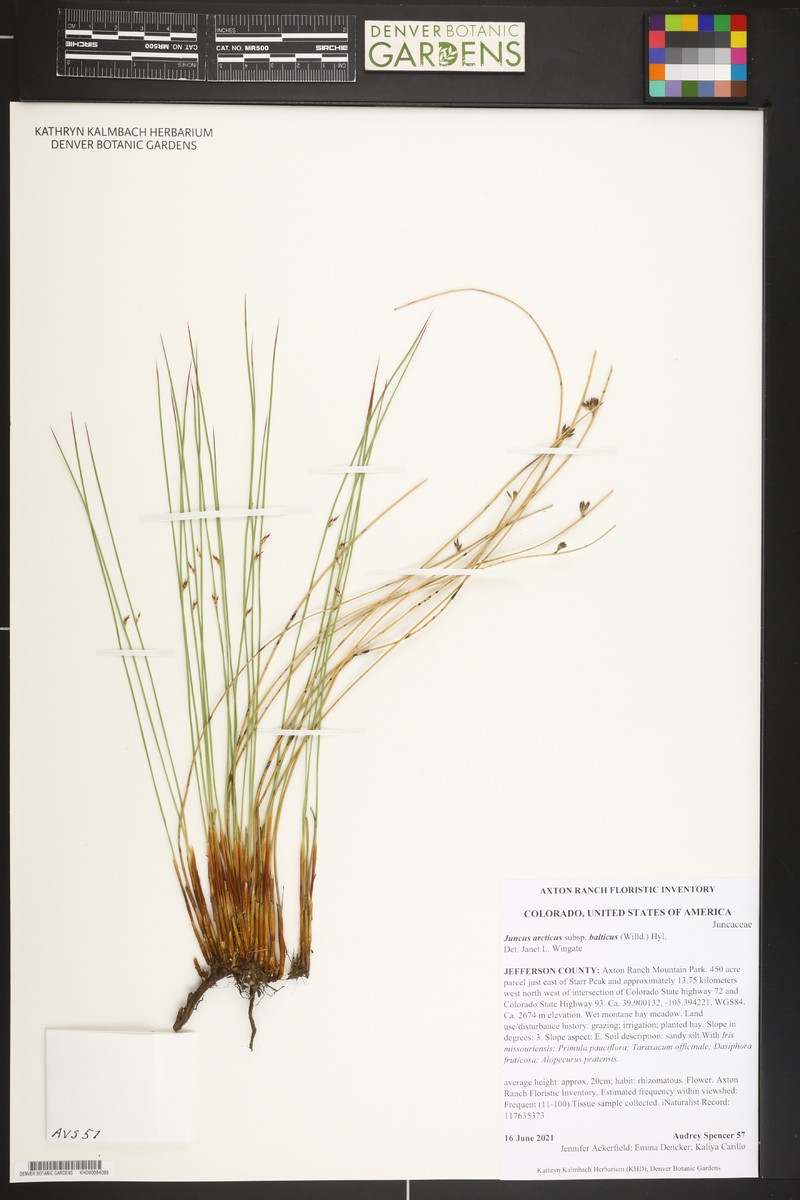Juncus balticus subsp. balticus
