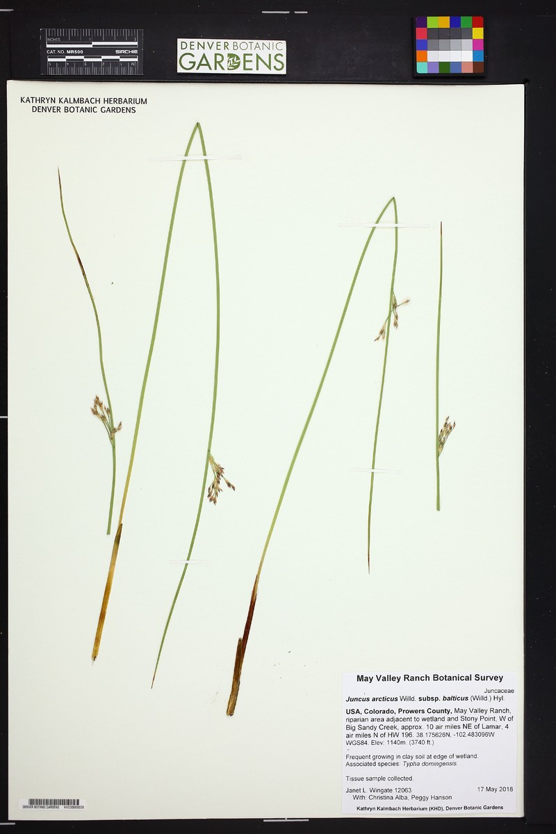Juncus balticus subsp. balticus photo 2