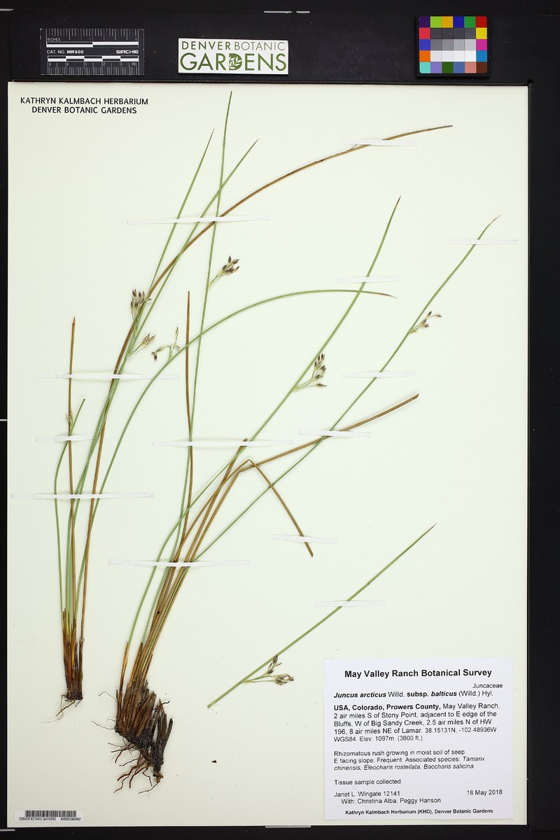 Juncus balticus subsp. balticus photo 3