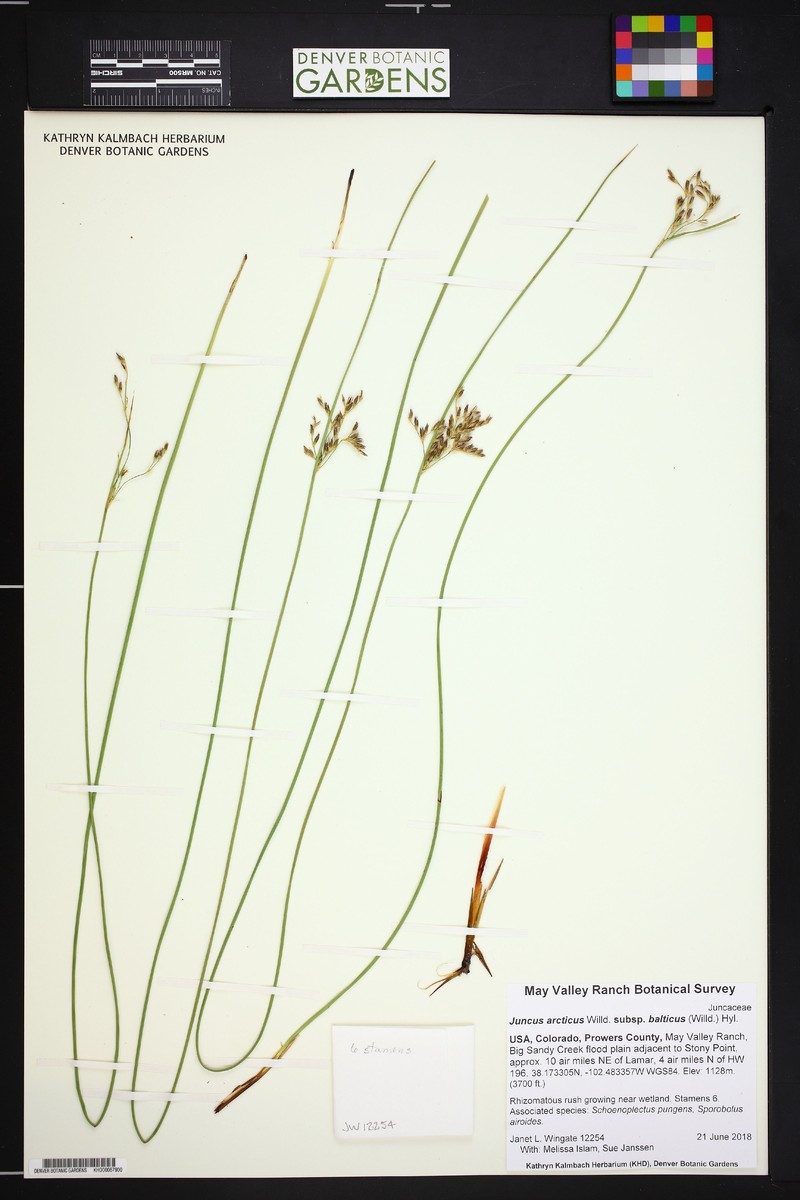 Juncus balticus subsp. balticus photo 4