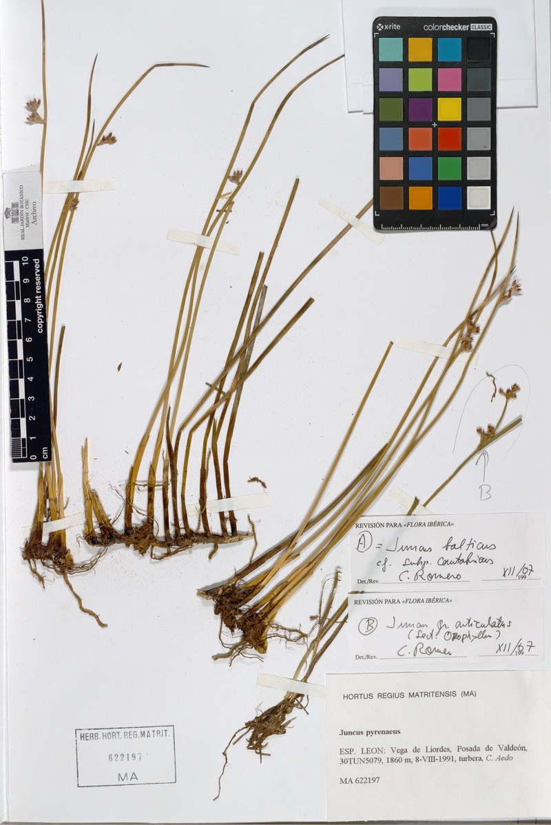 Juncus balticus subsp. cantabricus