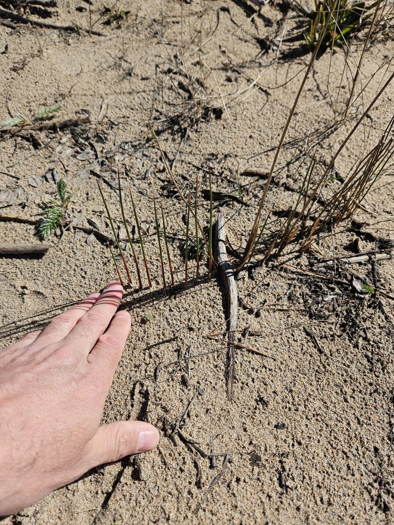 Juncus balticus subsp. littoralis