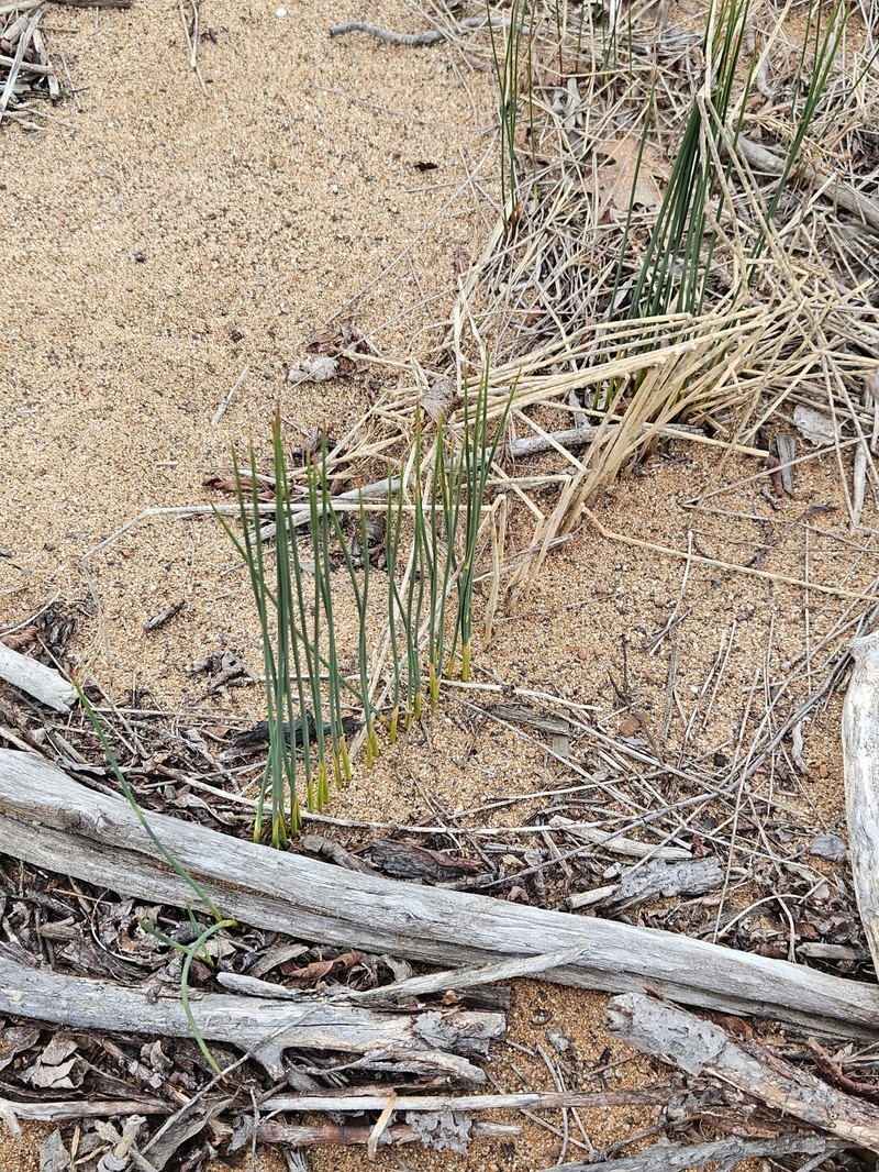 Juncus balticus subsp. littoralis photo 2