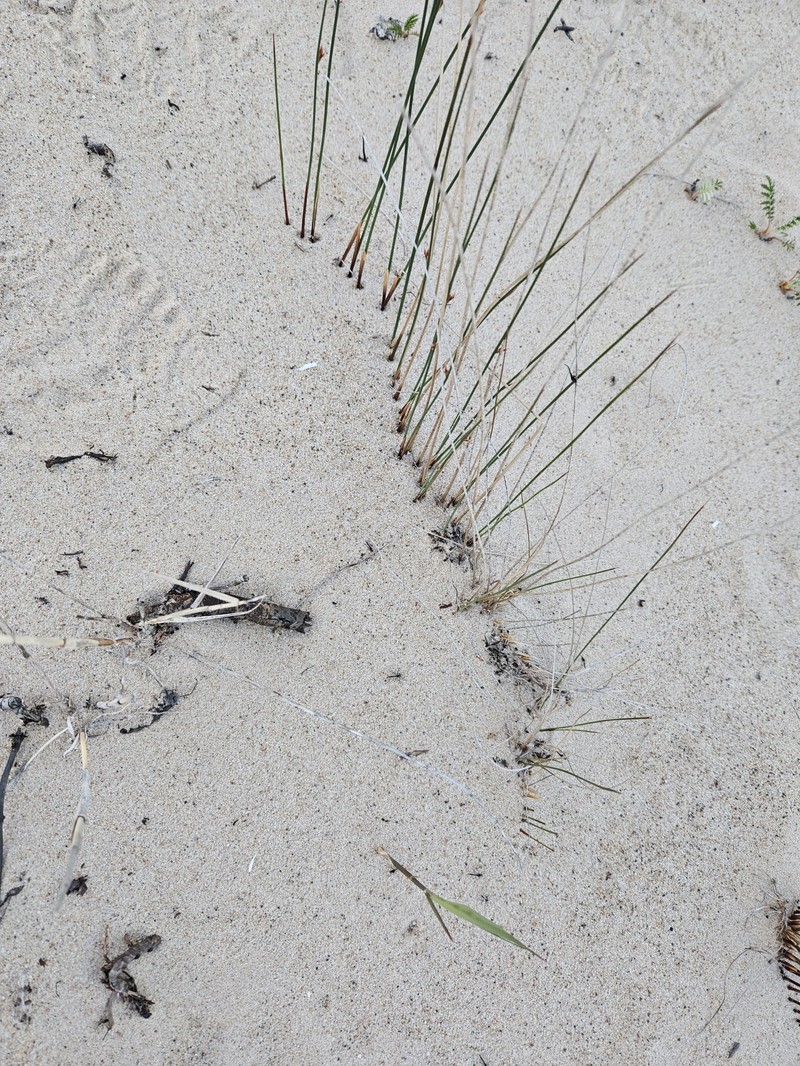 Juncus balticus subsp. littoralis photo 3