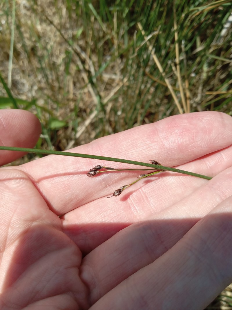Juncus balticus subsp. littoralis photo 4