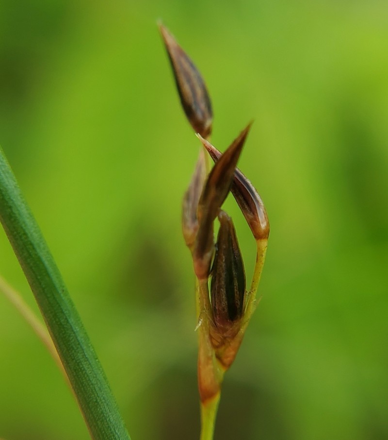 Juncus balticus subsp. littoralis photo 5
