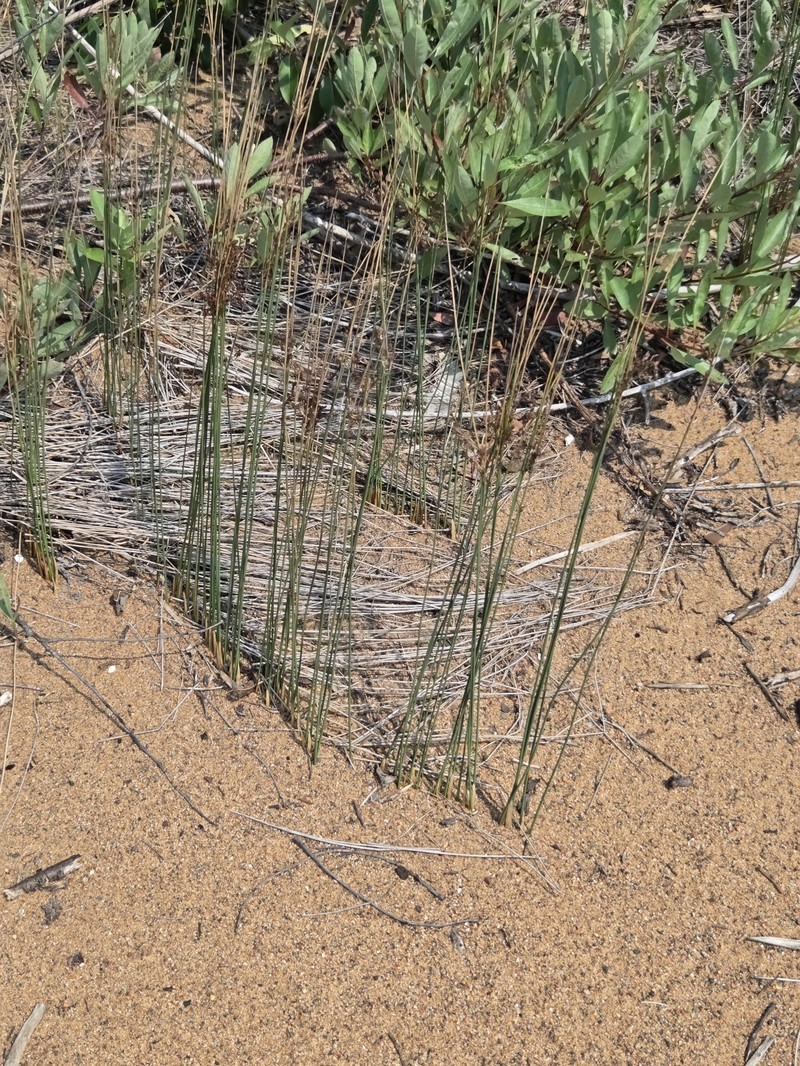 Juncus balticus subsp. littoralis photo 6
