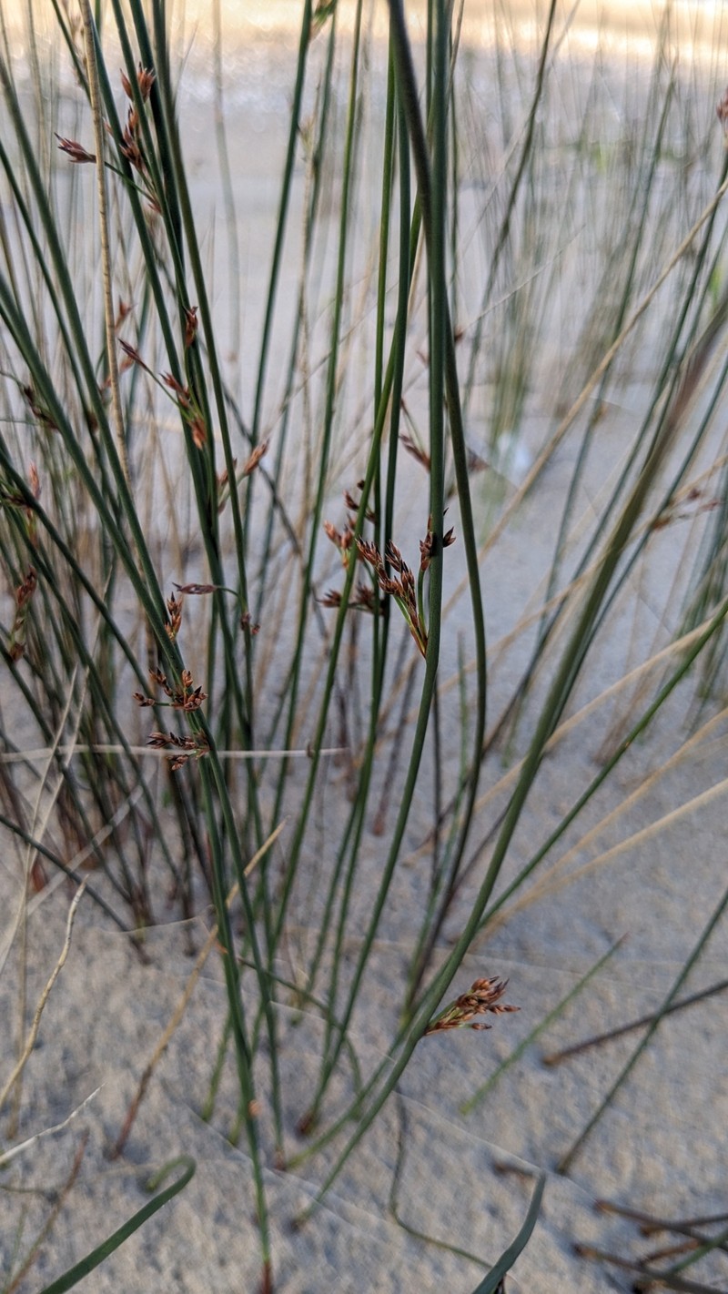 Juncus balticus subsp. littoralis photo 7