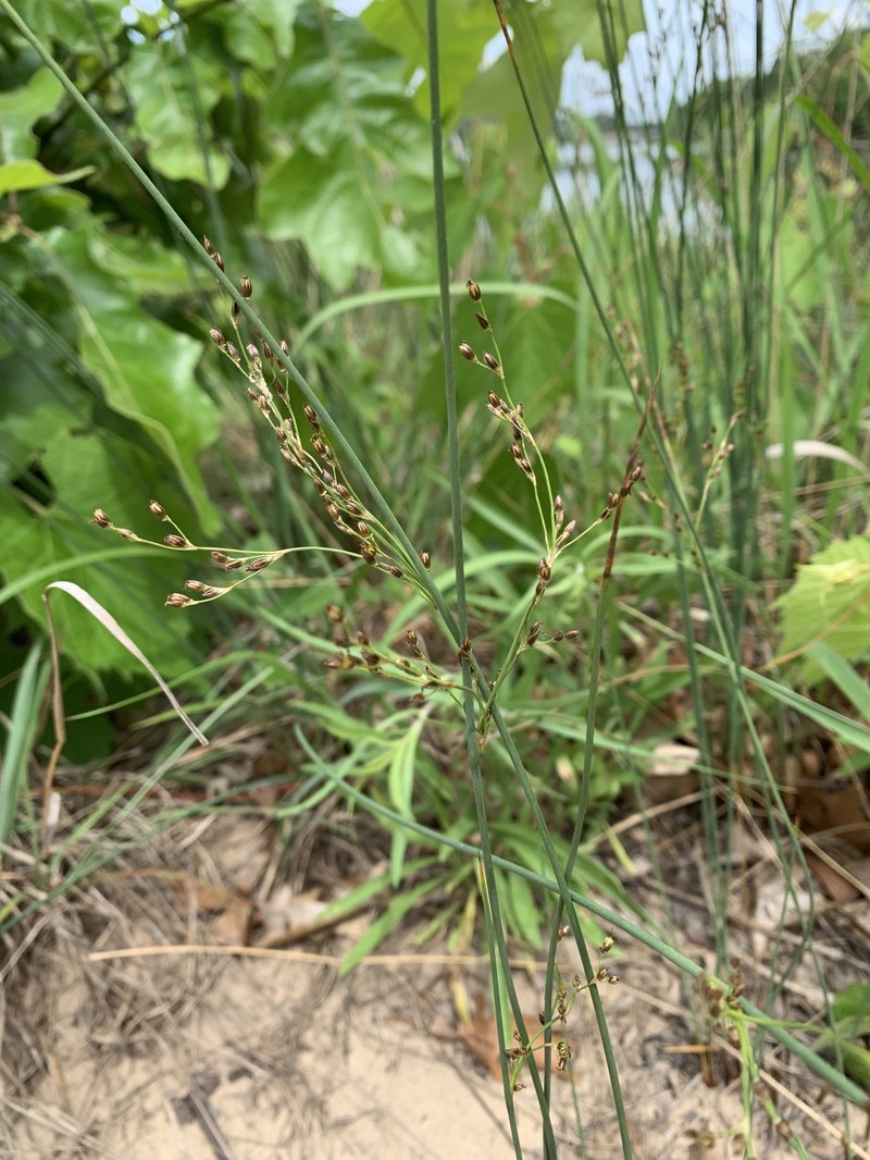 Juncus balticus subsp. littoralis photo 8