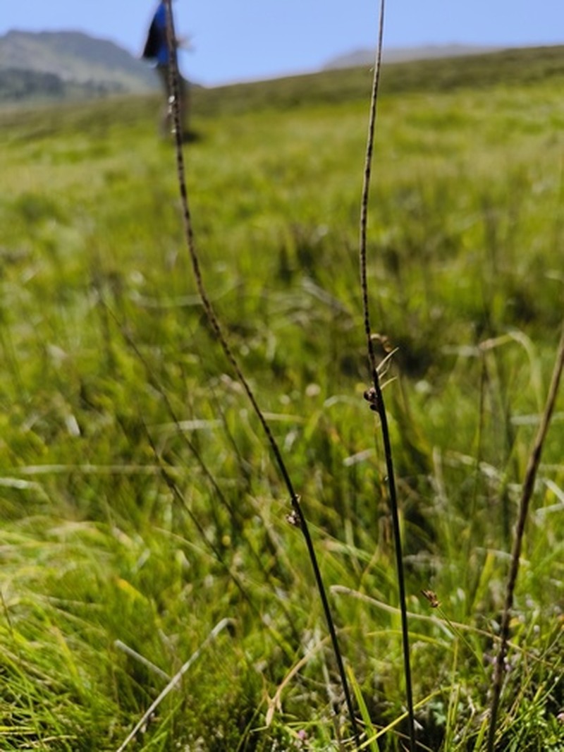 Juncus balticus subsp. pyrenaeus photo 2