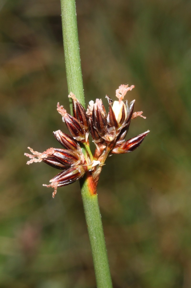 Juncus balticus subsp. pyrenaeus photo 4