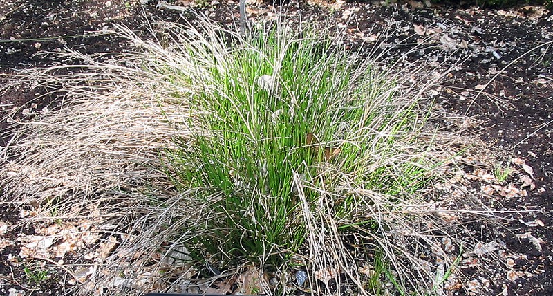Juncus balticus subsp. pyrenaeus