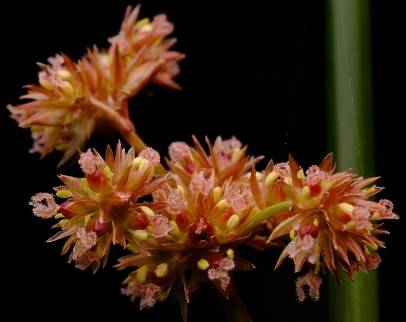Juncus bassianus