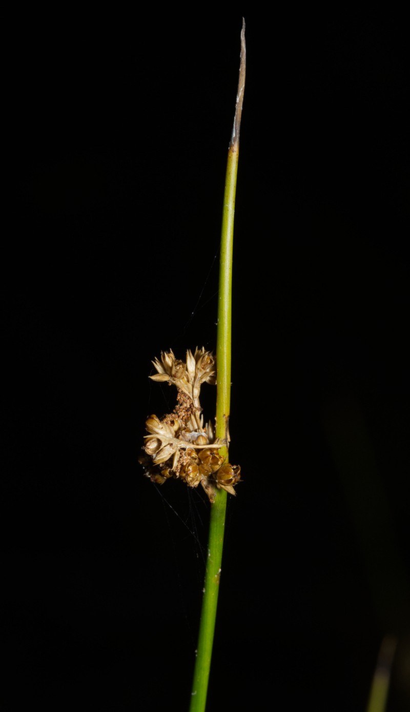 Juncus bassianus photo 2
