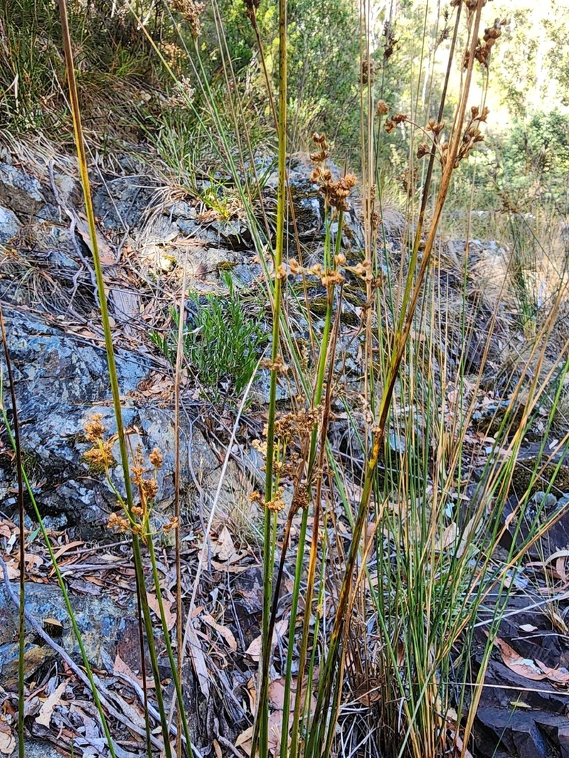 Juncus bassianus photo 3